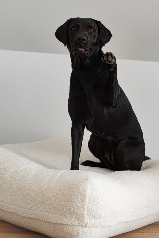 Schwarzer Hund liegt auf dem Poufet DreamPad Bouclé Creme/OffWhite – flaches Hundebett ca. 25 cm, handgemacht in Deutschland, Poufet
