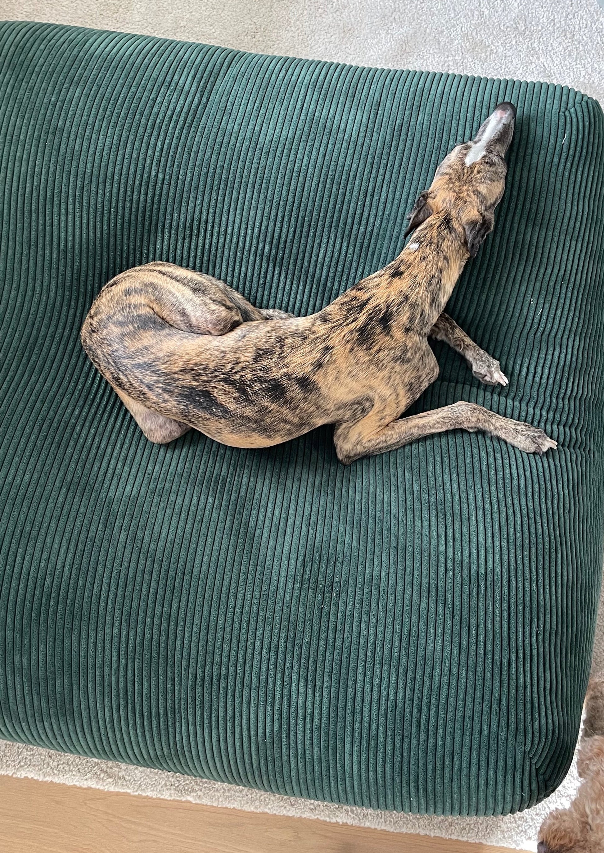  Hund liegt auf dem Poufet DreamPad Hundebett in Breitcord Dunkelgrün – flaches Design, handgemacht in Deutschland