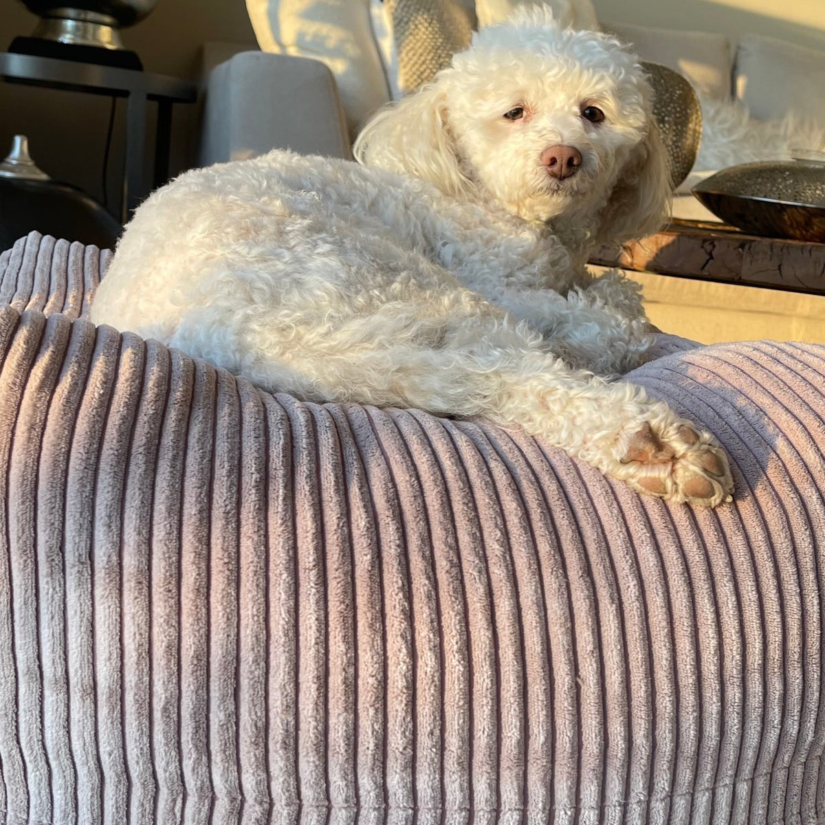 Hund sitzt auf dem Poufet Pouf Breitcord Altrosa – kuschelige Mulde in der Mitte, Poufet Manufaktur
