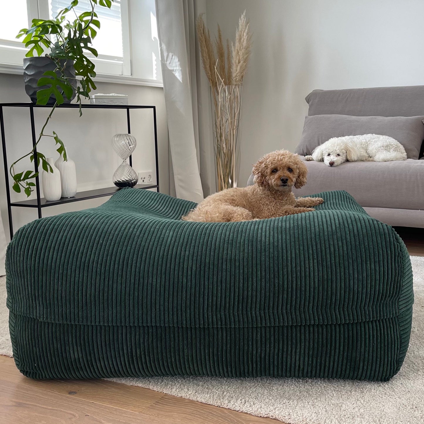 Hund auf dem  Poufet DreamPad Breitcord Dunkelgrün im Wohnzimmer – orthopädischer Komfort,  Poufet Manufaktur