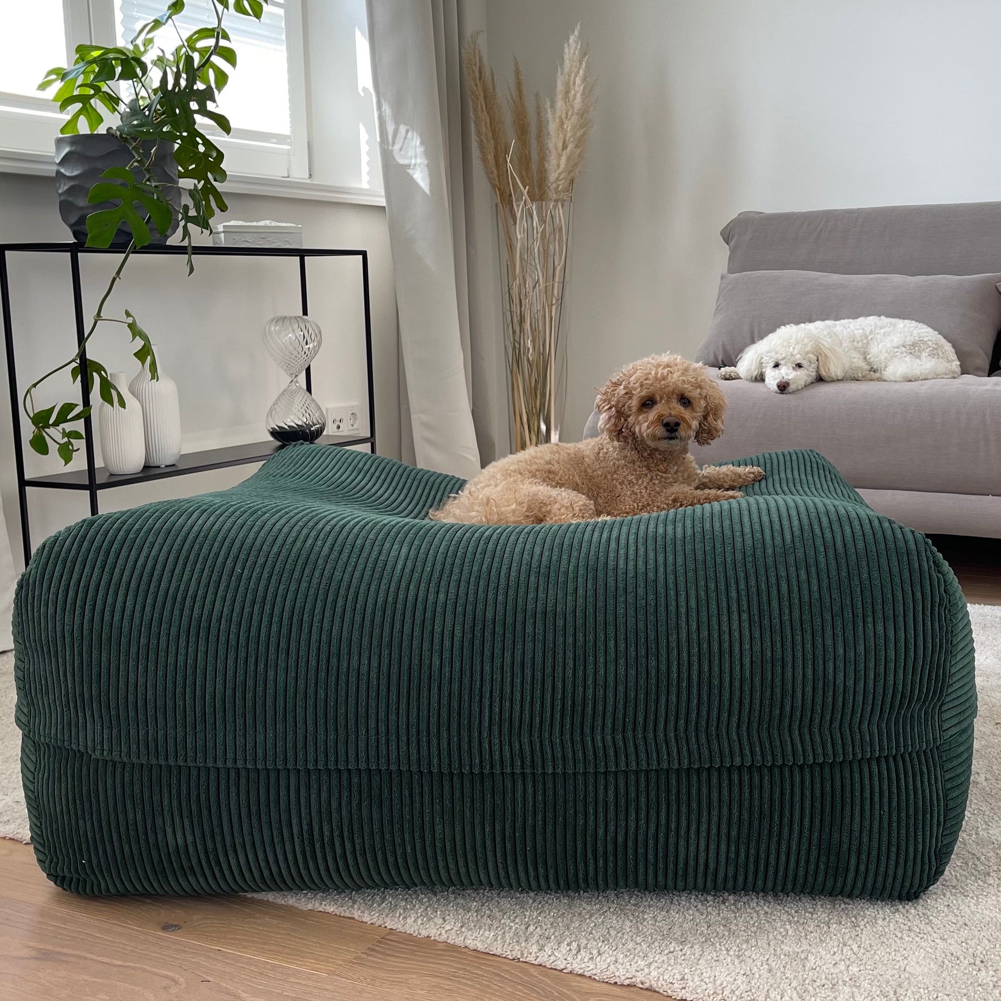 Hund auf dem  Poufet DreamPad Breitcord Dunkelgrün im Wohnzimmer – orthopädischer Komfort,  Poufet Manufaktur