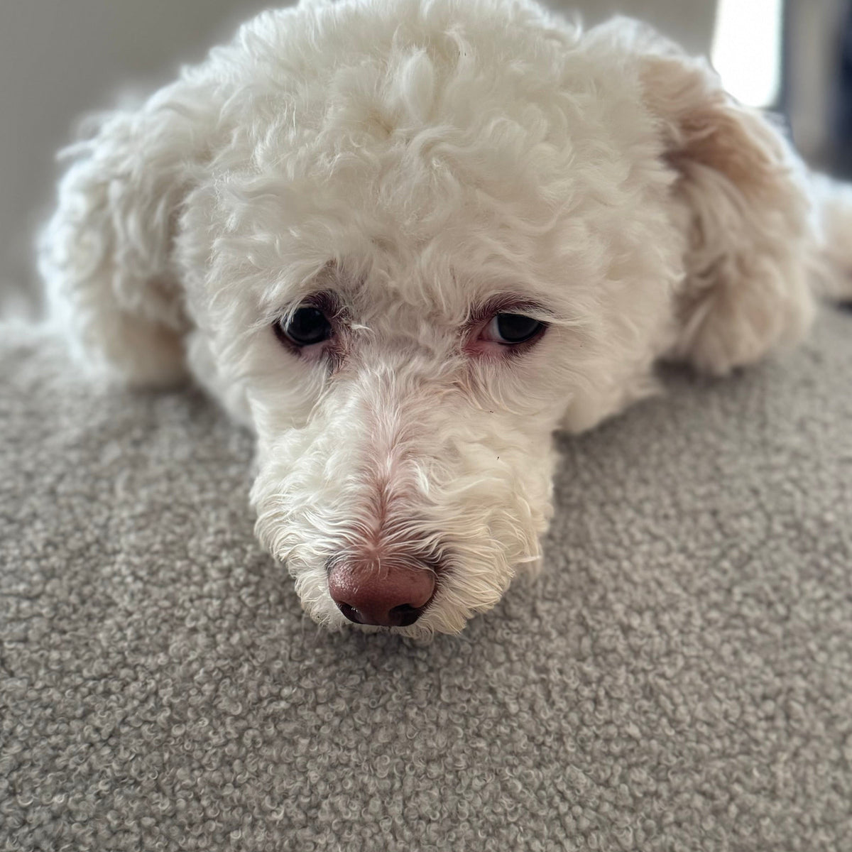 Hund auf dem Poufet DreamPad Bouclé Hellgrau im Garten – großzügige Liegefläche, Memory-Schaumflocken, Poufet 
