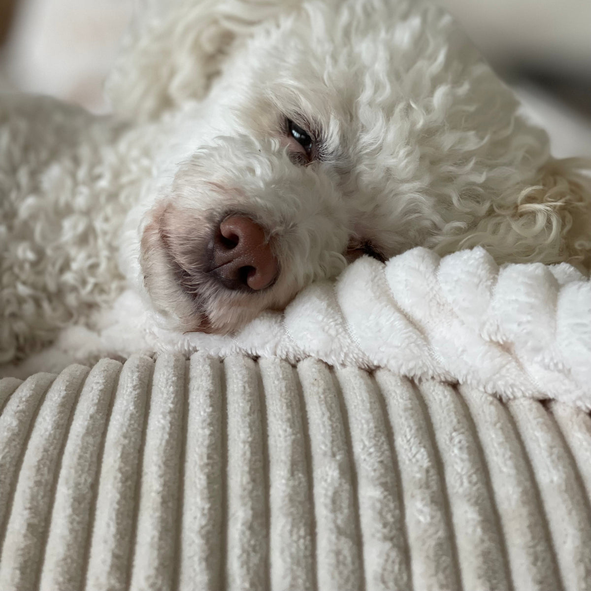 Hund liegt auf dem Poufet Pouf Hundebett in Breitcord Creme/OffWhite – zeitloses Design, handgemacht in Deutschland