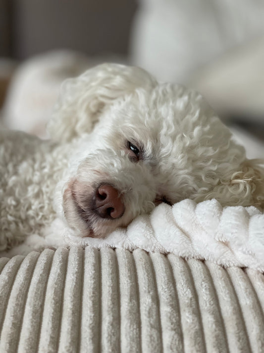 Hund liegt auf dem Poufet Pouf Hundebett in Breitcord Creme/OffWhite – zeitloses Design, handgemacht in Deutschland
