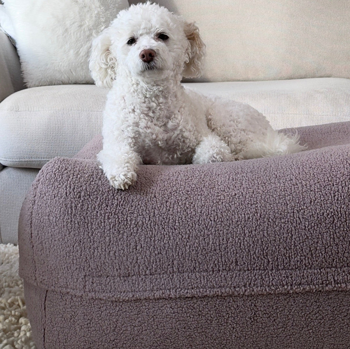 Kleiner weißer Hund im Poufet Pouf Bouclé Altrosa, kuschelige Mulde, orthopädisches Hundebett