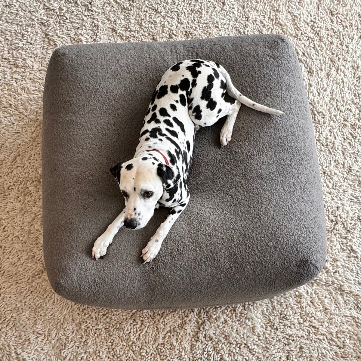 Hund liegt auf Poufet DreamPad mit Bouclé-Bezug – handgemachtes Hundebett von Poufet
