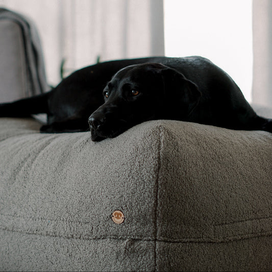 Hund liegt auf dem Poufet DreamPad Bouclé Dunkelgrau – flaches Hundebett ca. 25 cm, handgemacht in Deutschland, Poufet
