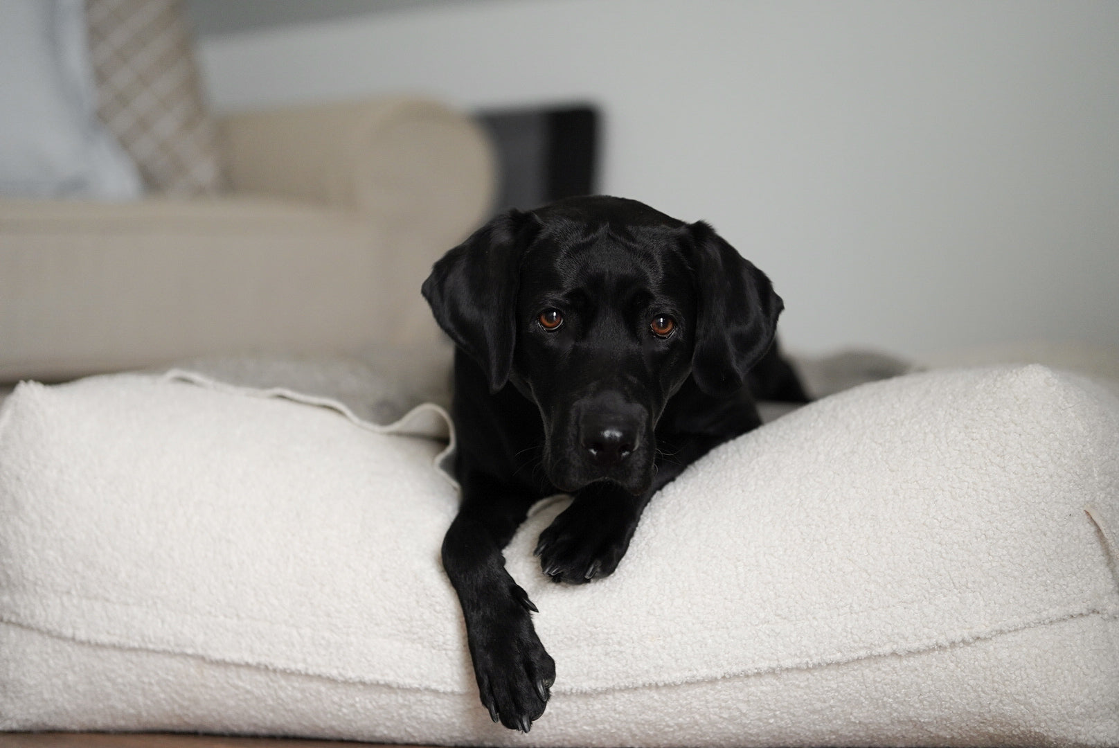 “Dozzy Pouf Teddystoff Creme – orthopädisches, handgemachtes Hundebett mit großem schwarzen Hund, weich & stilvoll