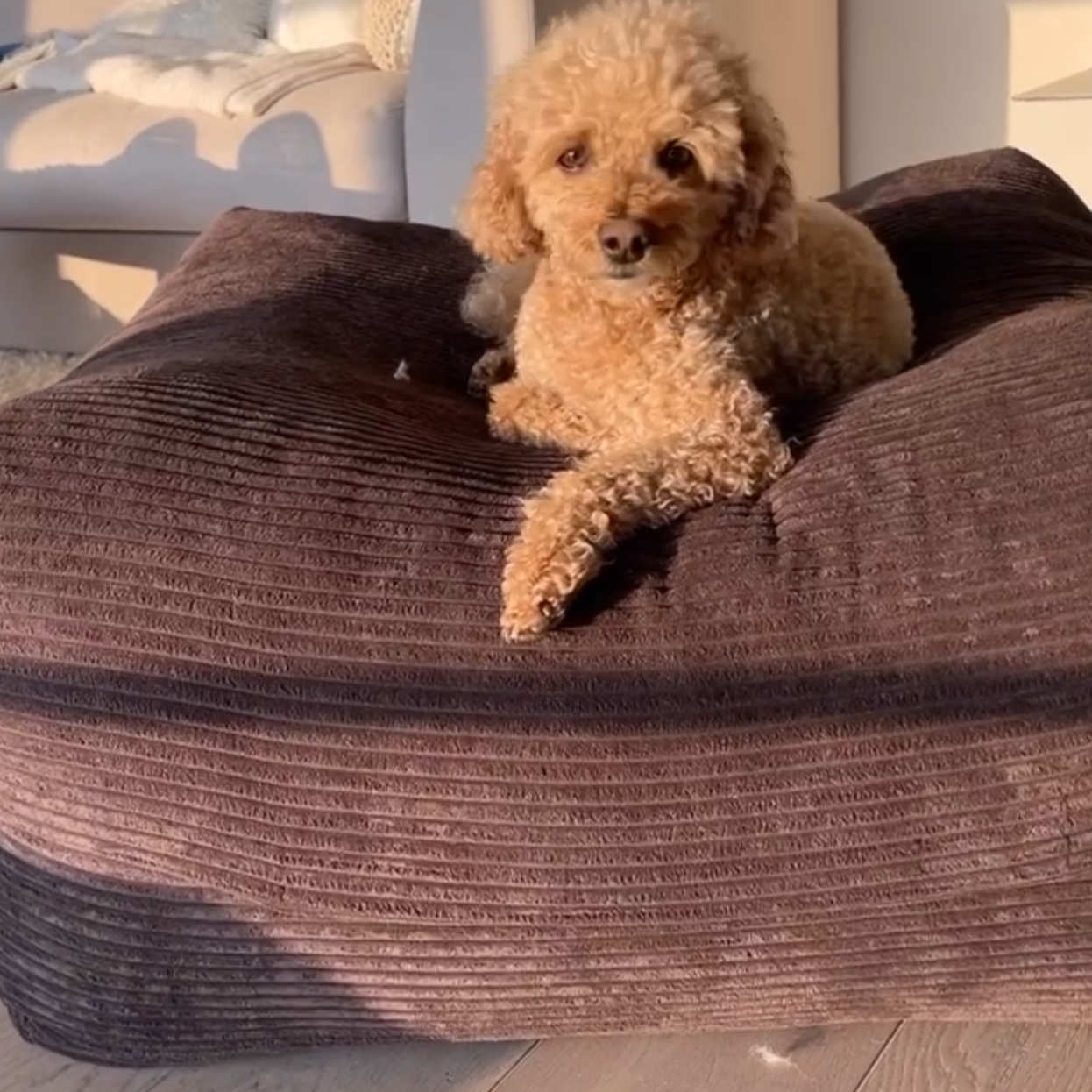 Hund liegt auf dem Poufet DreamPad Breitcord Schokobraun – flaches Hundebett ca. 25 cm, handgemacht in Deutschland, Poufet
