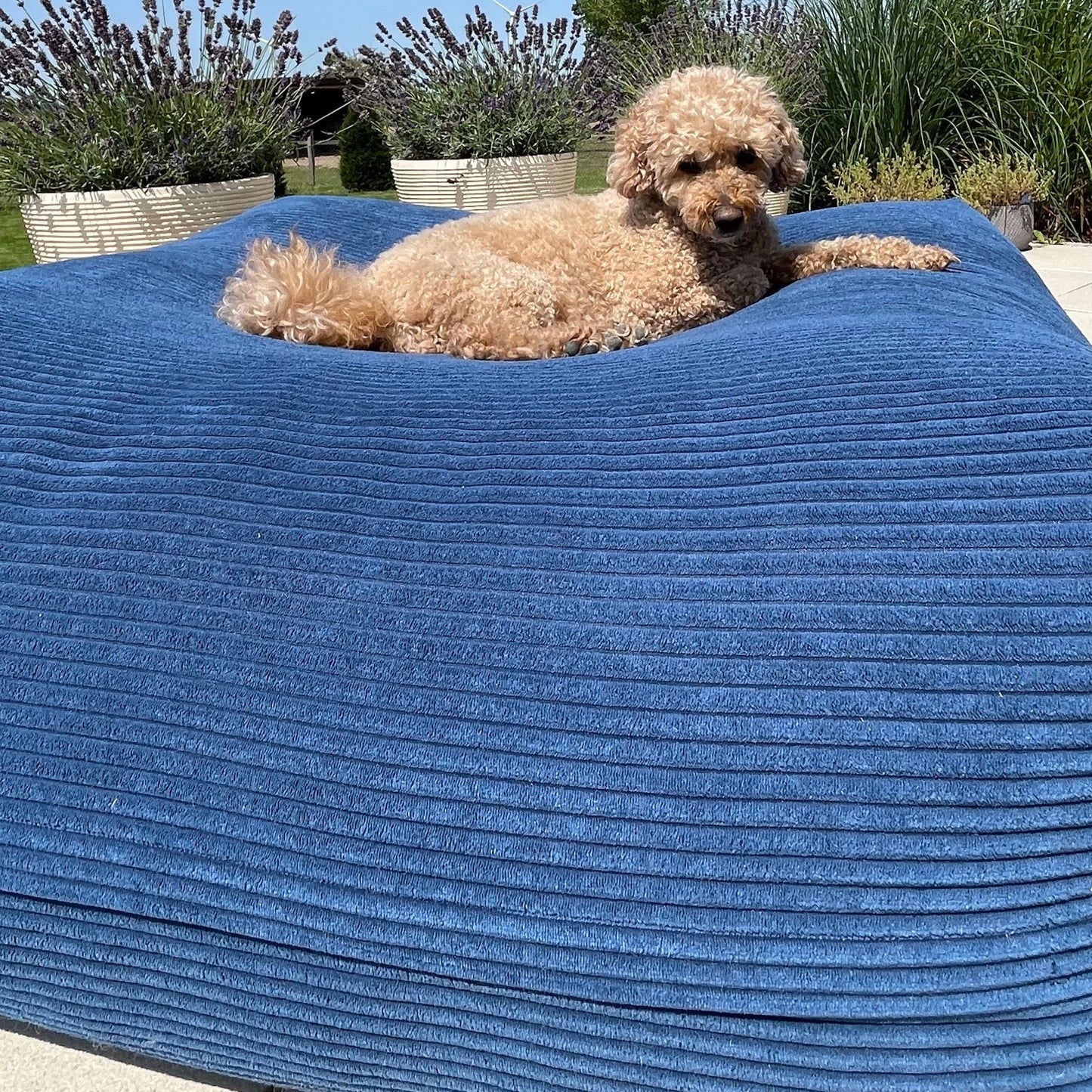 Hund liegt auf dem Poufet DreamPad Hundebett in Breitcord Dunkelblau – flaches Design ca. 25 cm, handgemacht in Deutschland