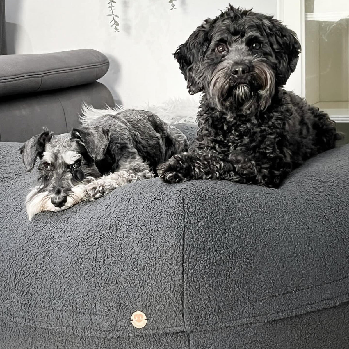 Zwei Hunde liegen gemeinsam auf dem Poufet  Pouf in Anthrazit – zeigt die großzügige Liegefläche des Premium Hundebetts