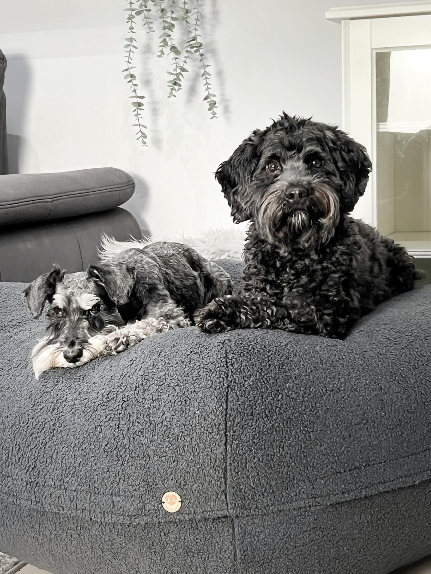 Zwei Hunde liegen gemeinsam auf dem Poufet  Pouf in Anthrazit – zeigt die großzügige Liegefläche des Premium Hundebetts
