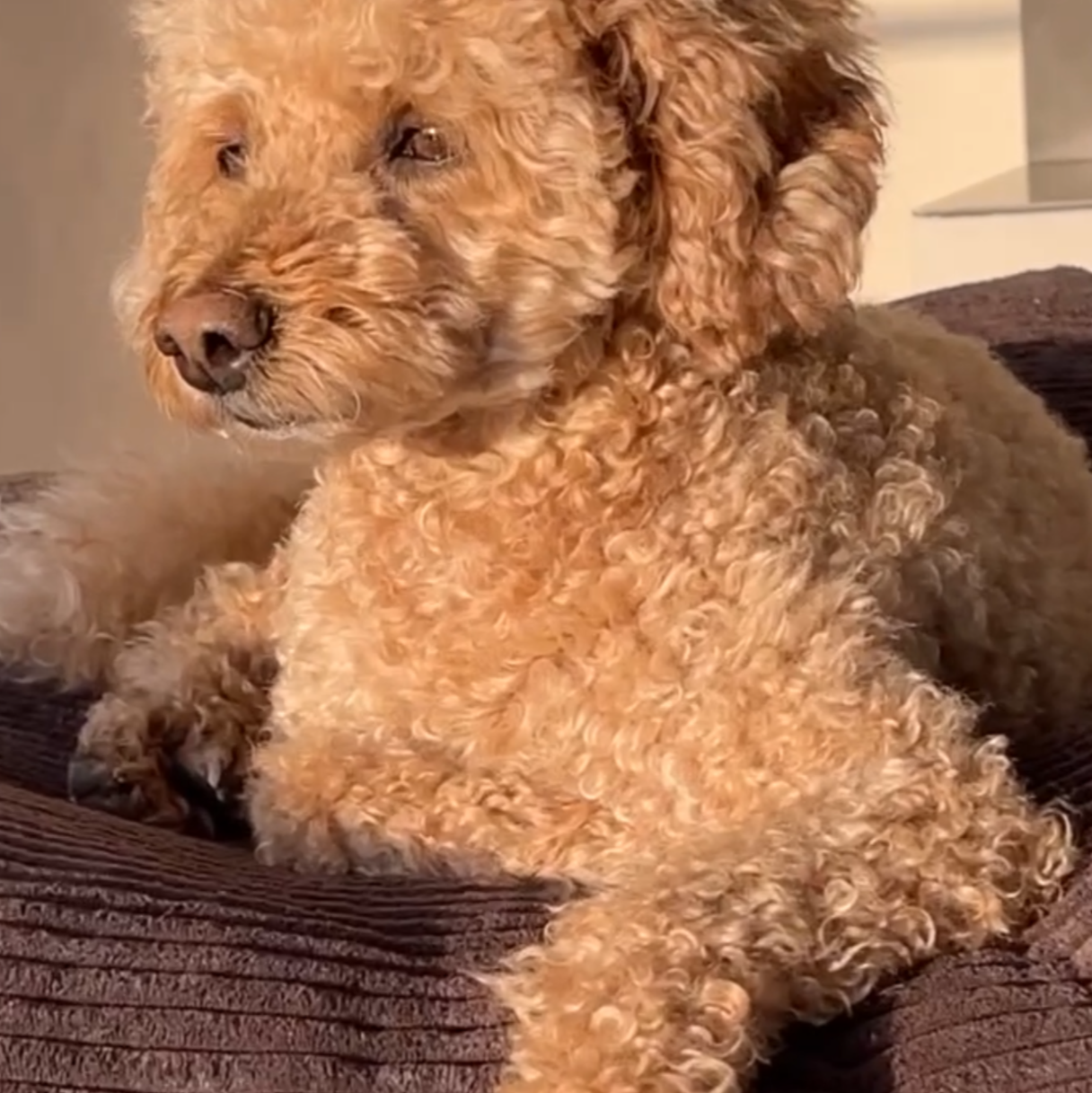 Hund auf dem Poufet DreamPad Breitcord Schokobraun – warmes, edles Design, handgemacht in Deutschland, Poufet
