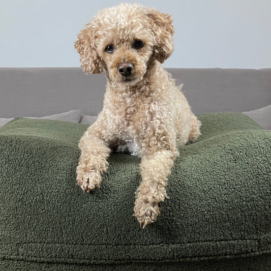 Hund (Pudel) liegt auf dem Poufet  DreamPad Bouclé Olive/Khaki – flaches Hundebett ca. 25 cm, handgemacht in Deutschland, Poufet 
