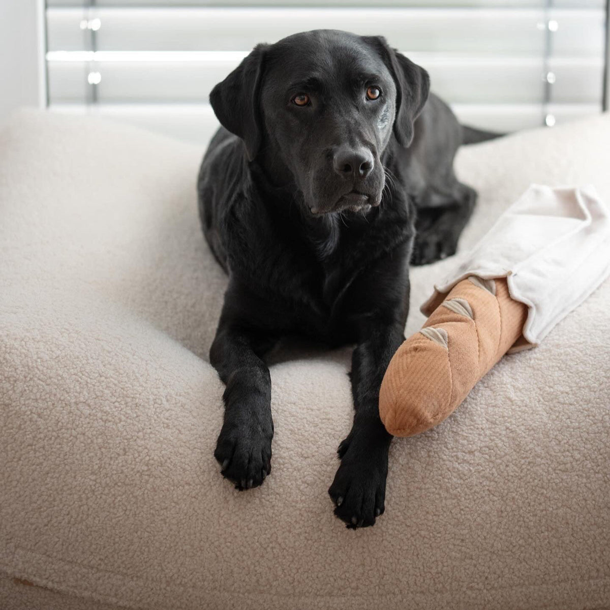 Schwarzer Labrador liegt auf dem Poufet Pouf Hundebett in Premium Bouclé Creme – Größe L, handgemacht in Deutschland