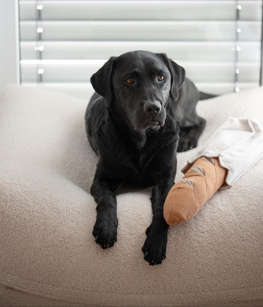 Schwarzer Labrador liegt auf dem Poufet Pouf Hundebett in Premium Bouclé Creme – Größe L, handgemacht in Deutschland