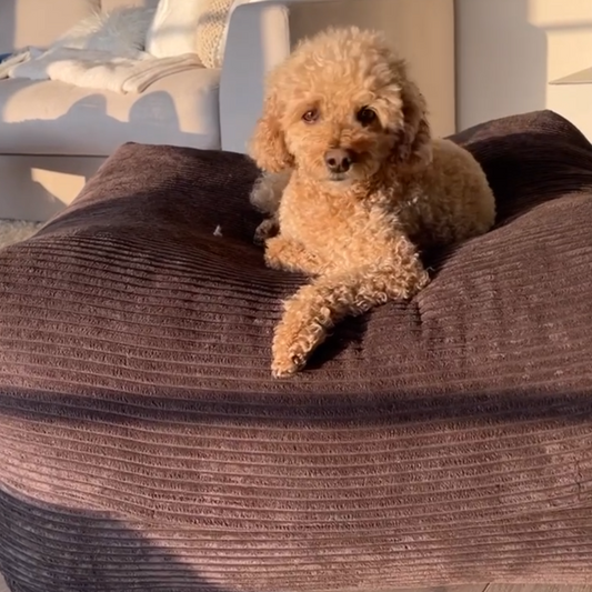Kleiner Hund liegt auf dem Poufet Pouf Hundebett in Breitcord Schokobraun – warmes Wohnzimmer-Setting, handgemacht in Deutschland