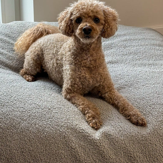 Hund liegt auf dem Poufet Relax Pad Bouclé – Hundebett mit doppelter Füllung, handgemacht in Deutschland
