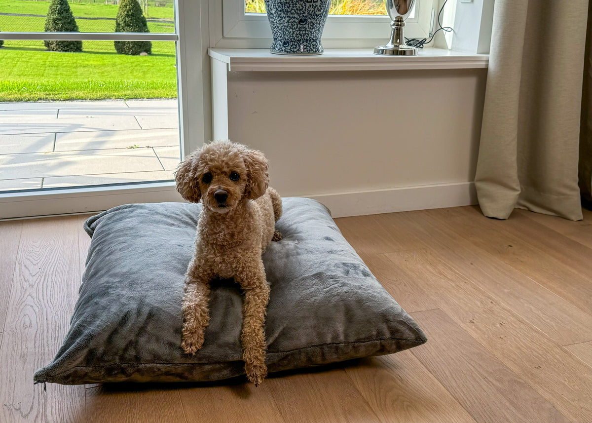 Hund auf Poufet Relax Kissen mit Kunstfell Bezug – Wechselbezug handgemacht in Deutschland
