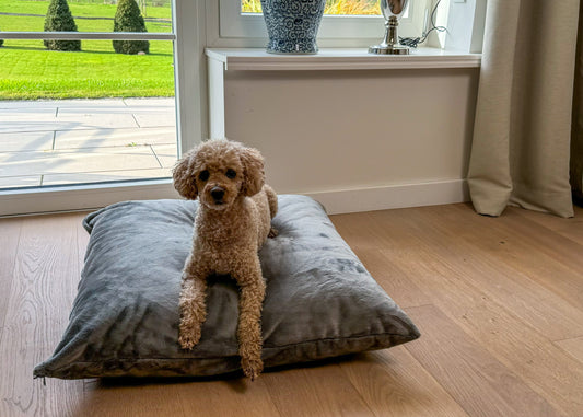 Hund auf Poufet Relax Kissen mit Kunstfell Bezug – Wechselbezug handgemacht in Deutschland
