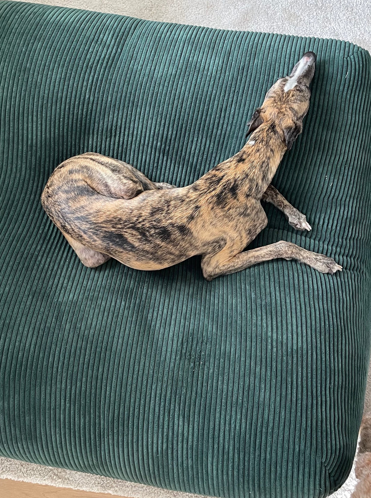 Poufet Pouf Breitcord Dunkelgrün von der Seite – Hundebett mit Memory-Schaum Füllung
