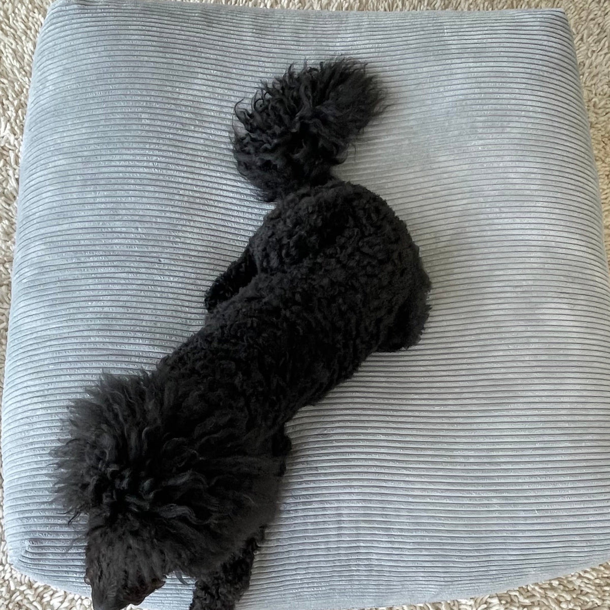 Schwarzer Hund auf Poufet Pouf Breitcord Hellgrau – Hundebett S/M/L
