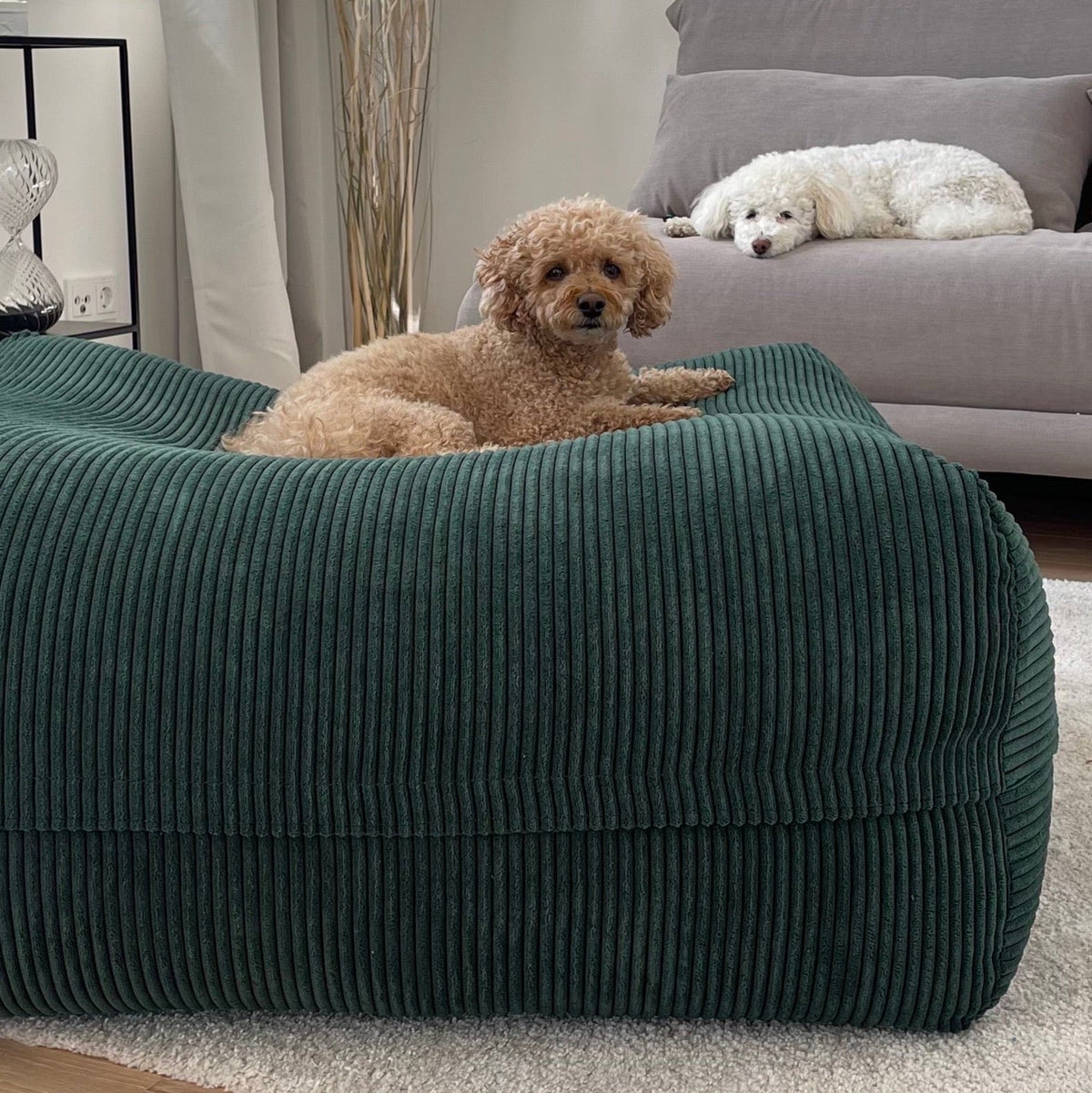 Hund liegt auf Poufet Pouf Breitcord Dunkelgrün im Wohnzimmer – orthopädisches Hundebett handgemacht in Deutschland

