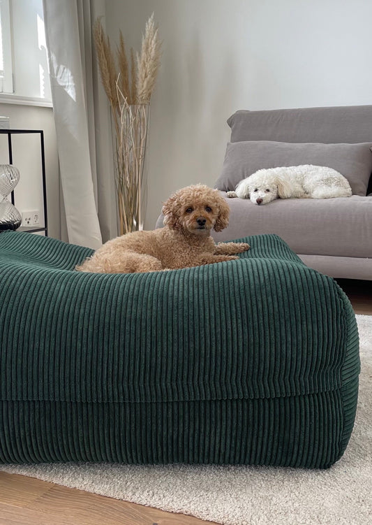 Hund liegt auf Poufet Pouf Breitcord Dunkelgrün im Wohnzimmer – orthopädisches Hundebett handgemacht in Deutschland
